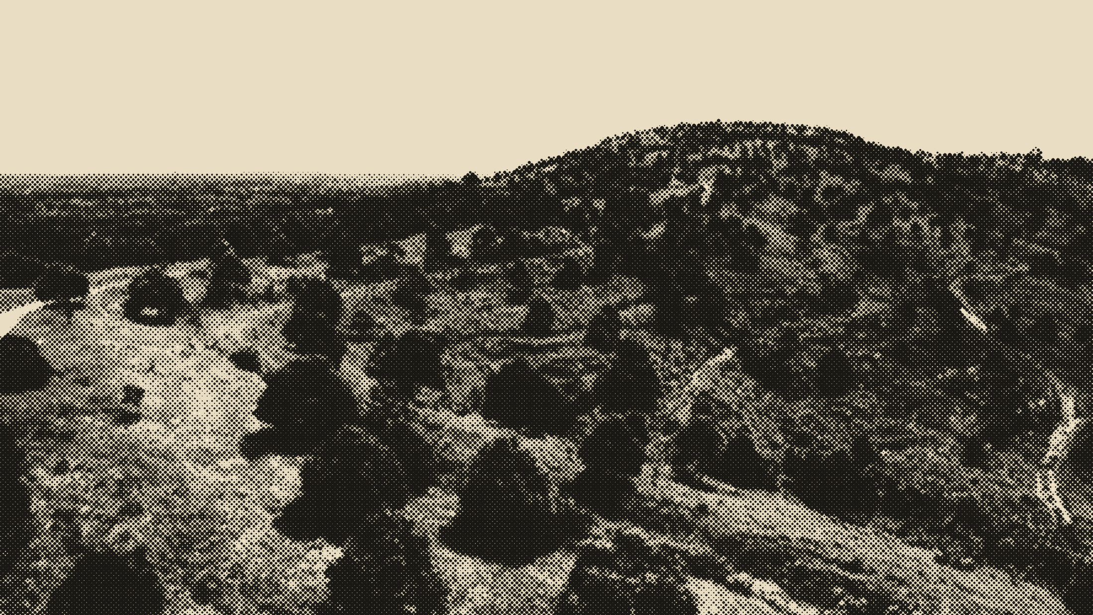 Drone view over the Membakut durian estate: durian trees on green hills