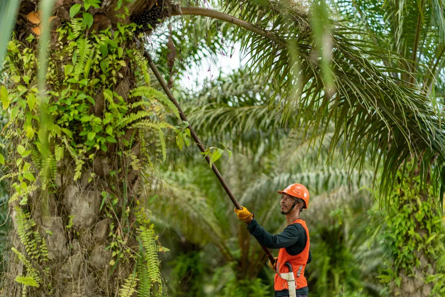 A harvester in a hard hat cuts oil palm fruit with a long pole